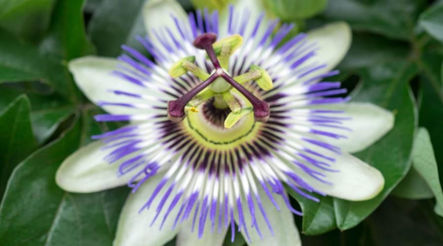 Zu sehen ist das Bild zum Beitrag mit dem Thema: Blaue Passionsblume