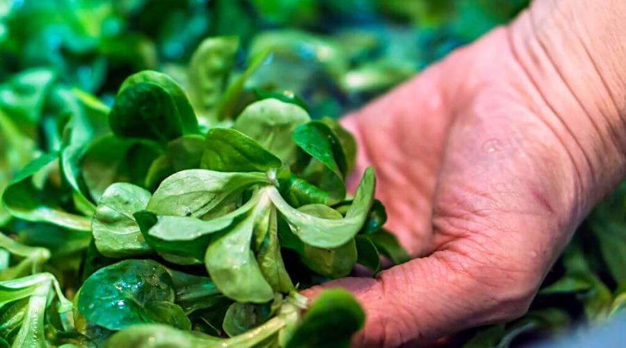 Zu sehen ist das Bild zum Beitrag mit dem Thema: Feldsalat säen und ernten