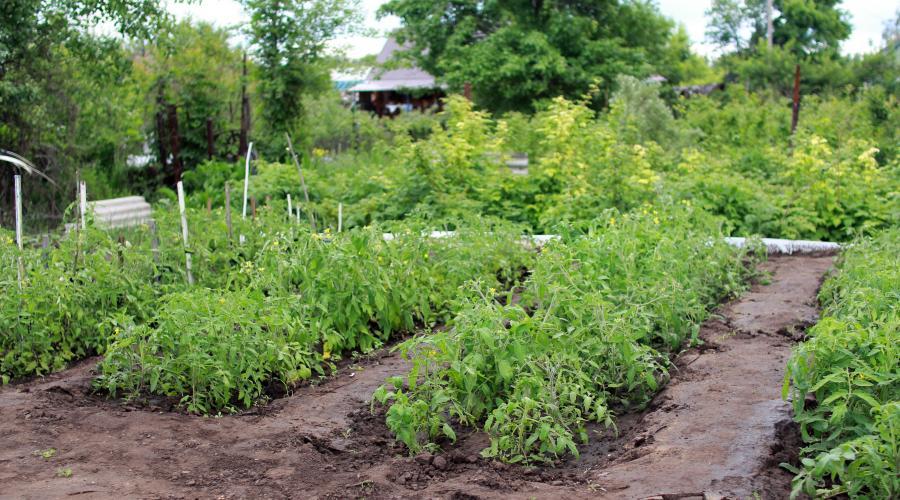 Zu sehen ist das Bild zum Beitrag mit dem Thema: Fruchtfolge im Gemüsegarten