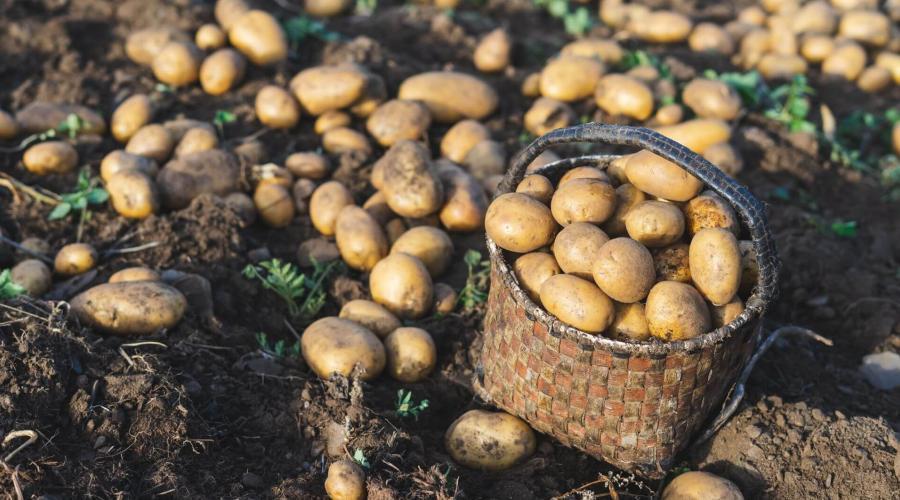 Zu sehen ist das Bild zum Beitrag mit dem Thema: Kartoffeln pflanzen