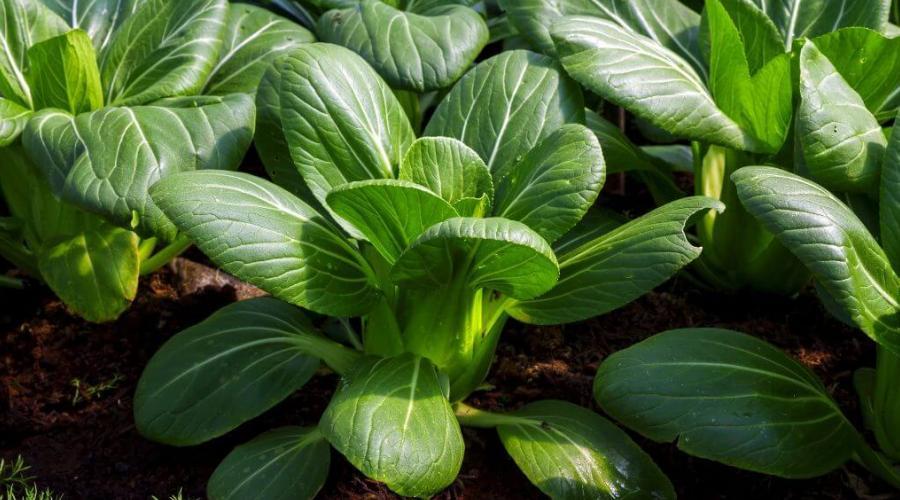 Zu sehen ist das Bild zum Beitrag mit dem Thema: Pak Choi anbauen