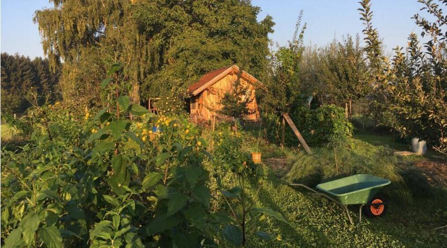 Zu sehen ist das Bild zum Beitrag mit dem Thema: Permakultur im Hausgarten