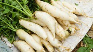 Rettich pflanzen 10 Tipps für Anfänger und Fortgeschrittene