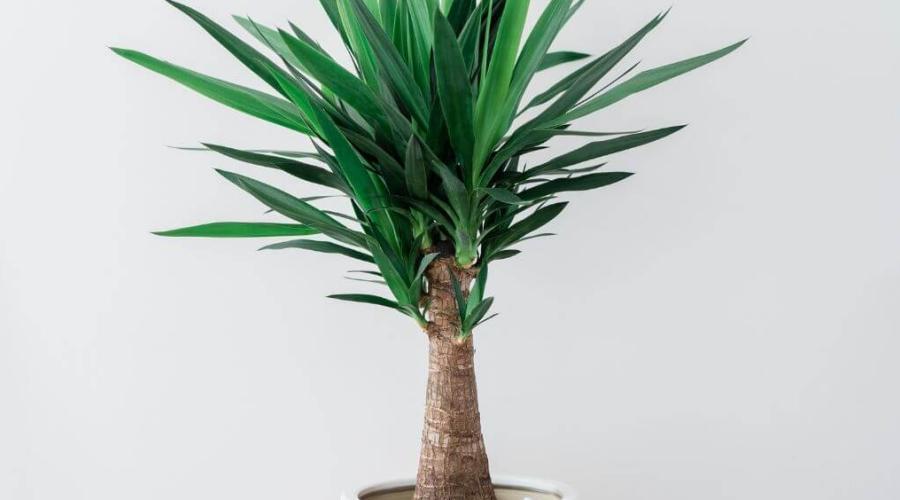 Zu sehen ist das Bild zum Beitrag mit dem Thema: Riesen-Palmlilie