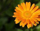 Zu sehen ist das Bild zum Beitrag mit dem Thema: Ringelblume pflanzen