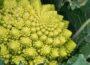 Zu sehen ist das Bild zum Beitrag mit dem Thema: Romanesco anbauen