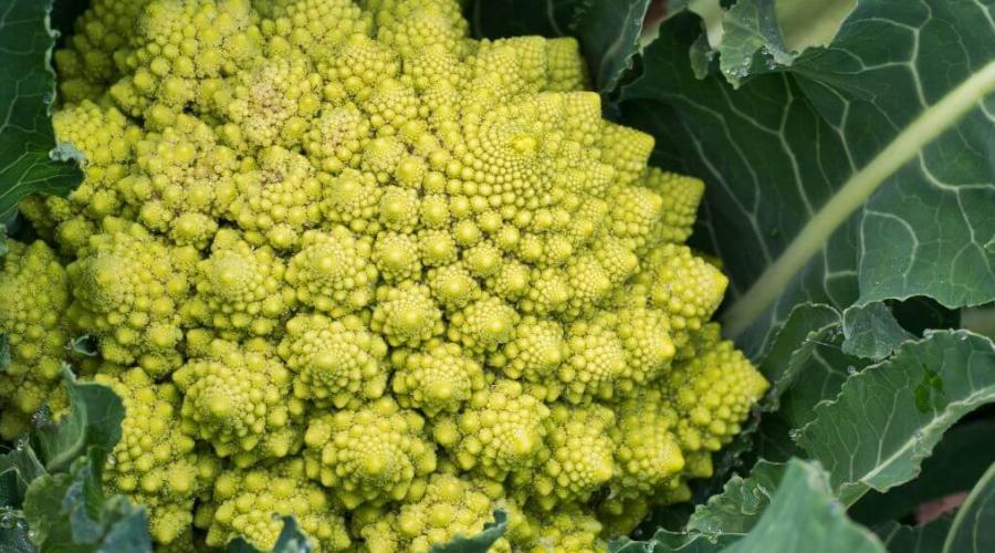 Zu sehen ist das Bild zum Beitrag mit dem Thema: Romanesco anbauen