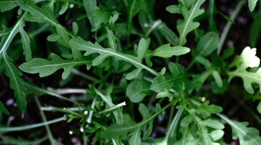 Zu sehen ist das Bild zum Beitrag mit dem Thema: Rucola anbauen