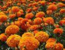 Zu sehen ist das Bild zum Beitrag mit dem Thema: Studentenblume - Bedingungen und Pflegetipps
