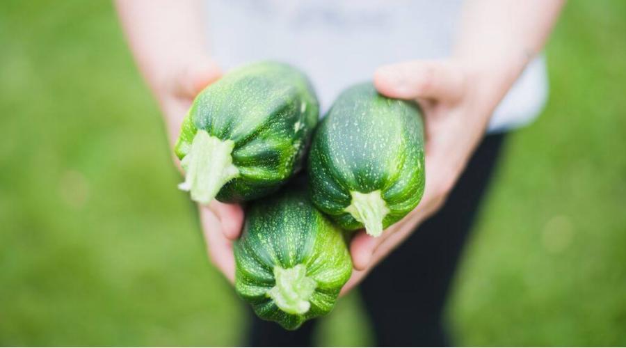 Zu sehen ist das Bild zum Beitrag mit dem Thema: Zucchini