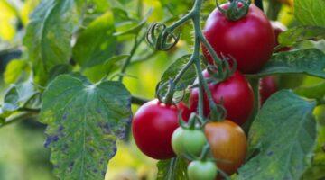 Zu sehen ist das Bild zum Beitrag mit dem Thema: Tomaten pflanzen