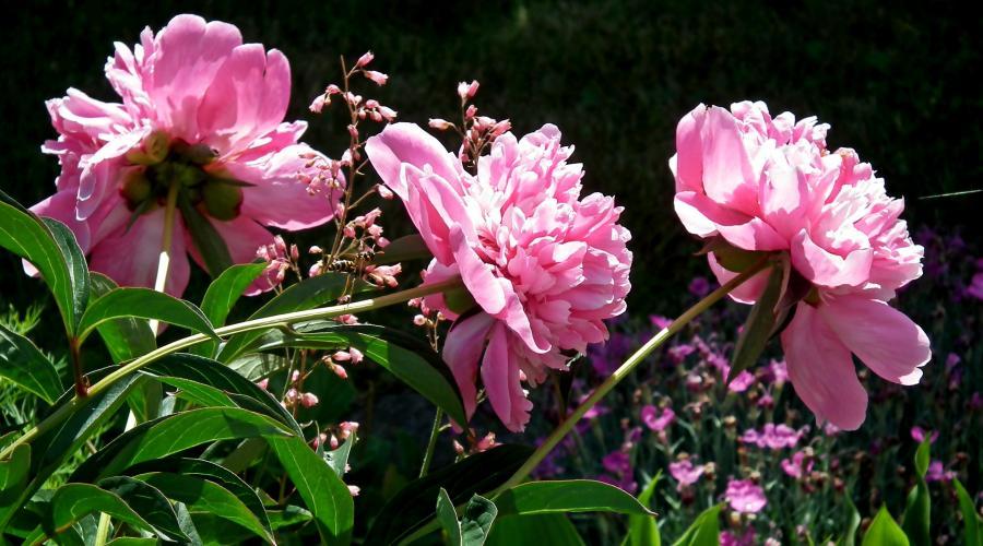 Zu sehen ist das Bild zum Beitrag mit dem Thema: Pfingstrosen: Pflege und Gestaltung für einen prachtvollen Garten