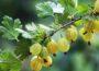 Zu sehen ist das Bild zum Beitrag mit dem Thema: Stachelbeeren im Garten