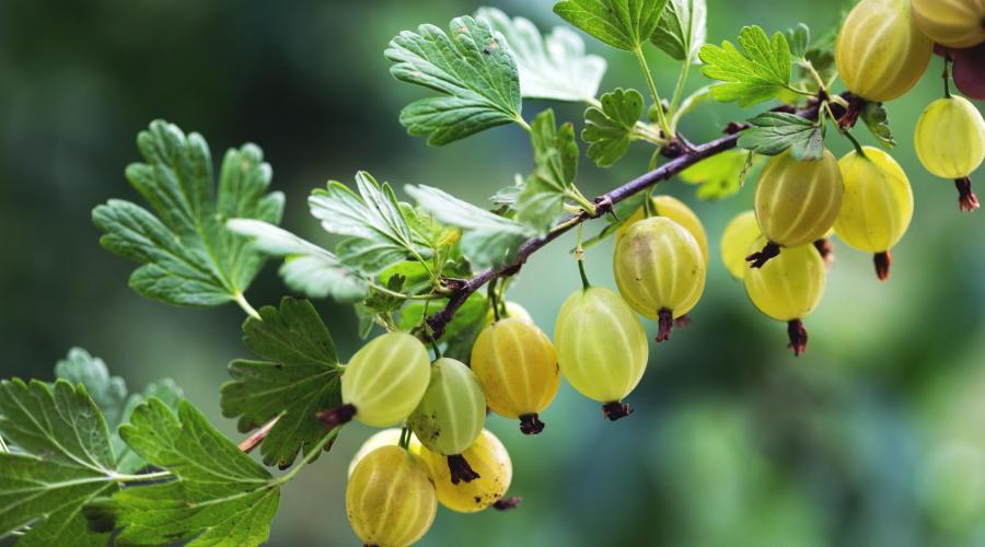 Zu sehen ist das Bild zum Beitrag mit dem Thema: Stachelbeeren im Garten