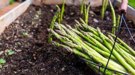 Zu sehen ist das Bild zum Beitrag mit dem Thema: Spargel Anbau im eigenen Garten leicht gemacht