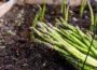 Zu sehen ist das Bild zum Beitrag mit dem Thema: Spargel Anbau im eigenen Garten leicht gemacht