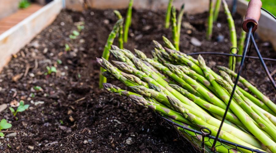 Zu sehen ist das Bild zum Beitrag mit dem Thema: Spargel Anbau im eigenen Garten leicht gemacht