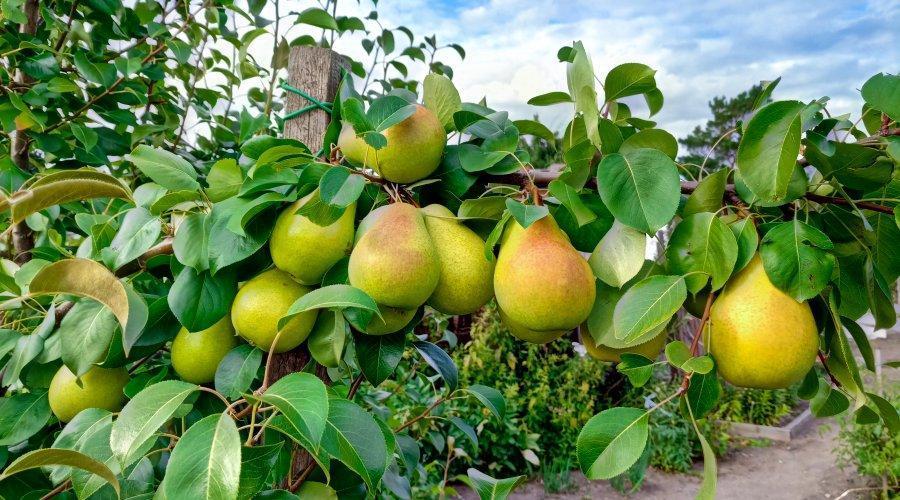 Zu sehen ist das Bild zum Beitrag mit dem Thema: Obstgarten anlegen