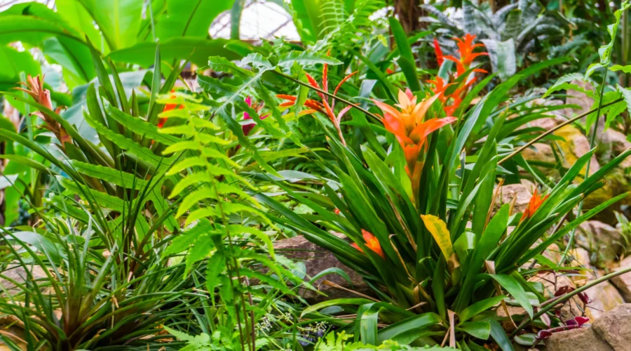 Pflanzenkommunikation Garten Pflanzenwelt Naturvernetzung