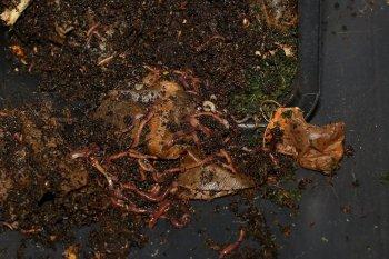 Zu sehen ist das Bild 6 zum Beitrag mit dem Thema: Wurmtee und Wurmhumus aus der eigenen Wurmkiste