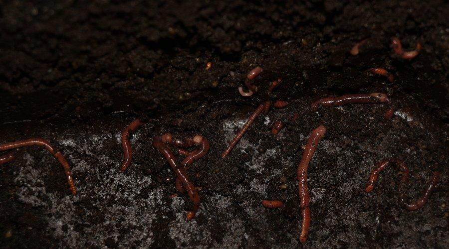 Zu sehen ist das Beitragsbild zum Beitrag mit dem Thema: Wurmtee und Wurmhumus aus der eigenen Wurmkiste