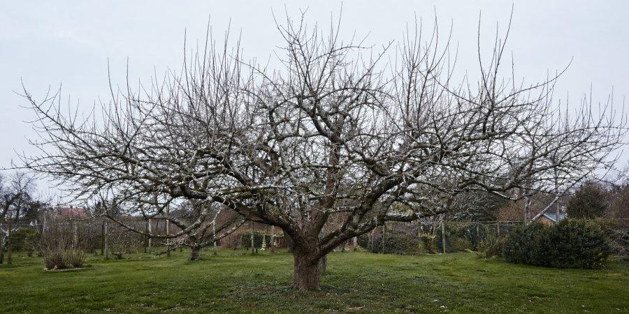 Zu sehen ist das Bild - zum Beitrag mit dem Thema: Apfelbaum schneiden
