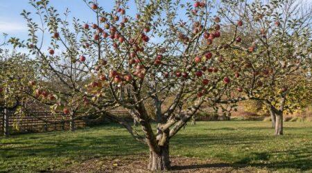 Zu sehen ist das Bild 3 - zum Beitrag mit dem Thema: Apfelbaum schneiden