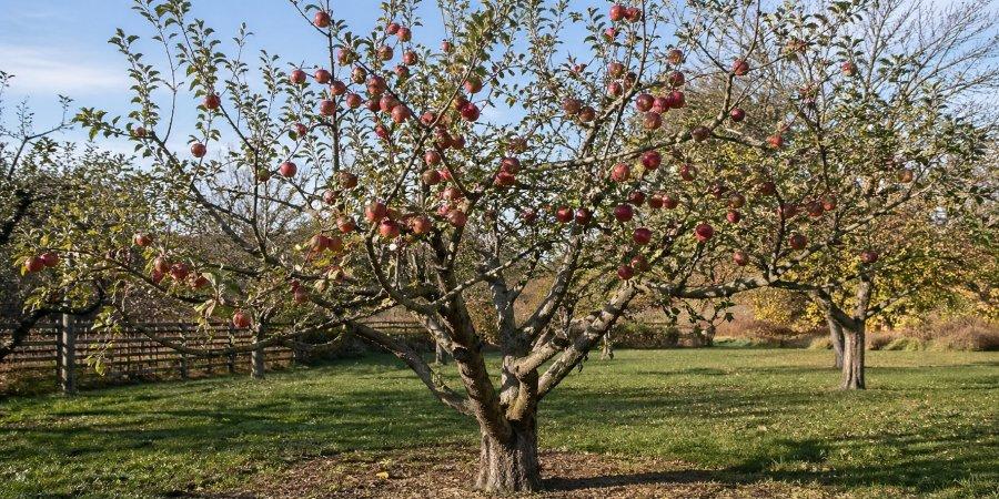 Zu sehen ist das Bild 3 - zum Beitrag mit dem Thema: Apfelbaum schneiden